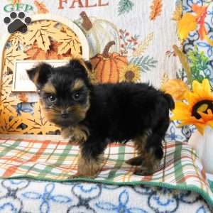 Spunky, Yorkie Puppy