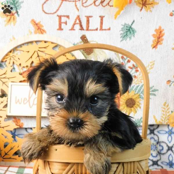 Splash, Yorkie Puppy