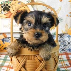 Splash, Yorkie Puppy