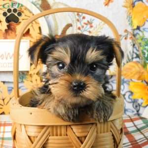 Splash, Yorkie Puppy