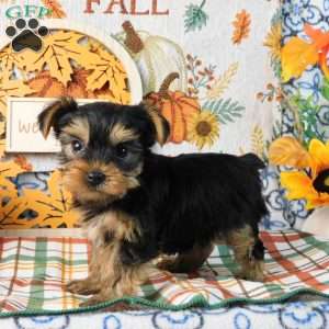 Splash, Yorkie Puppy