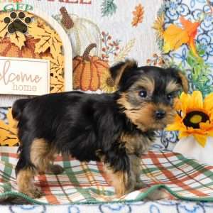 Splash, Yorkie Puppy
