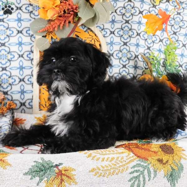 Sami, Shih-Poo Puppy