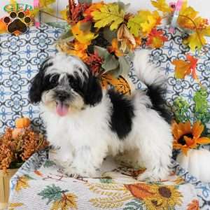 Spike, Shih-Poo Puppy