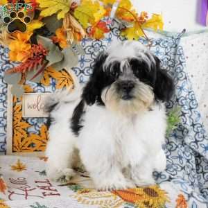 Spike, Shih-Poo Puppy