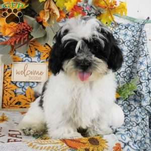 Spike, Shih-Poo Puppy