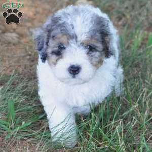 Everest, Springerdoodle Puppy