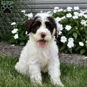 Bailey, Portuguese Water Dog Puppy