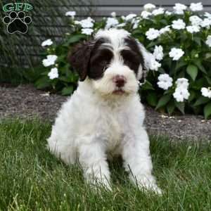 Bailey, Portuguese Water Dog Puppy