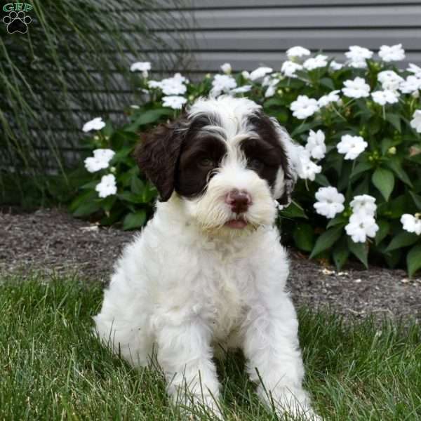 Bailey, Portuguese Water Dog Puppy