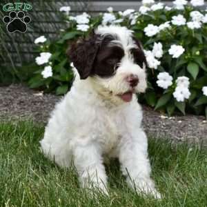 Bailey, Portuguese Water Dog Puppy