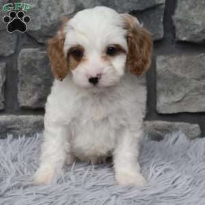 Archie, Cavapoo Puppy
