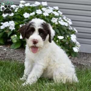 Bailey, Portuguese Water Dog Puppy