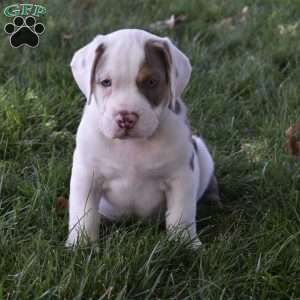 Tank, Beabull Puppy