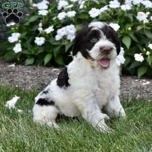 Chloe, Portuguese Water Dog Puppy