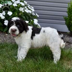 Chloe, Portuguese Water Dog Puppy