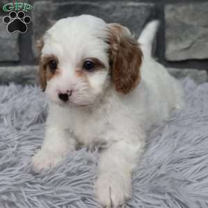Archie, Cavapoo Puppy