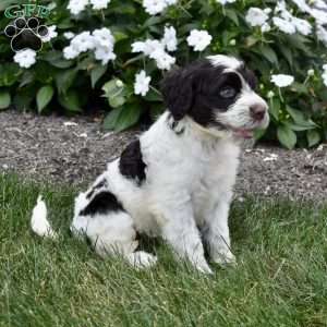 Chloe, Portuguese Water Dog Puppy