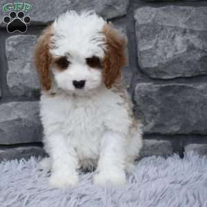 Allie, Cavapoo Puppy
