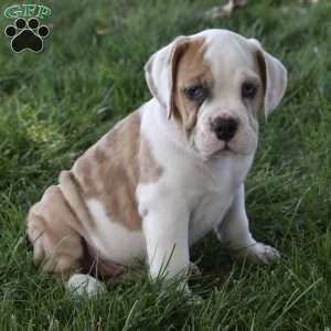 Trixie, Beabull Puppy