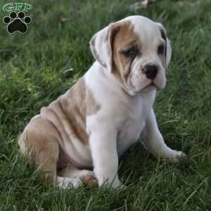 Trixie, Beabull Puppy