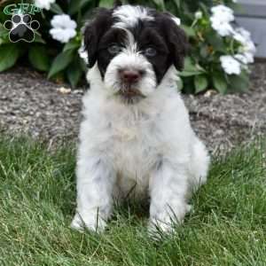 Chloe, Portuguese Water Dog Puppy