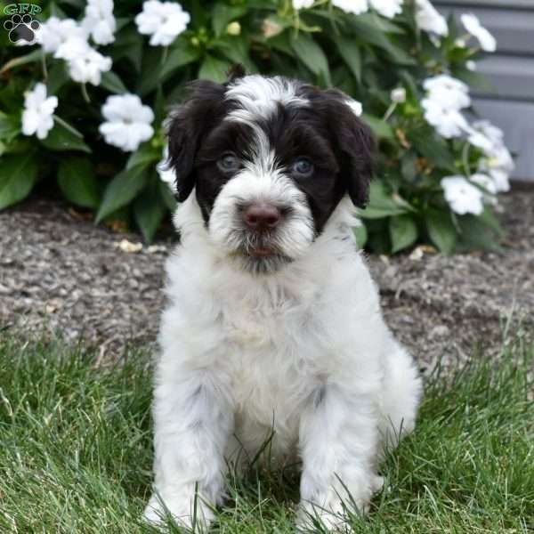 Chloe, Portuguese Water Dog Puppy
