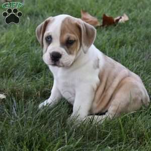 Tootsie, Beabull Puppy