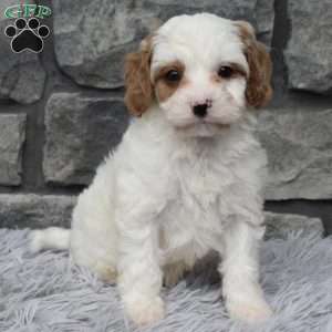 Archie, Cavapoo Puppy