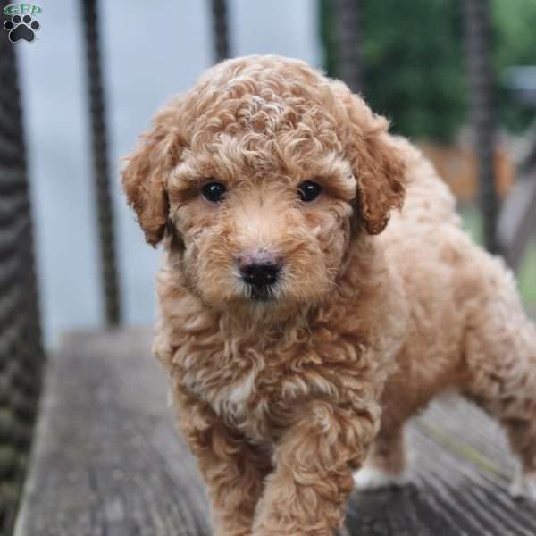 Ella, Springerdoodle Puppy