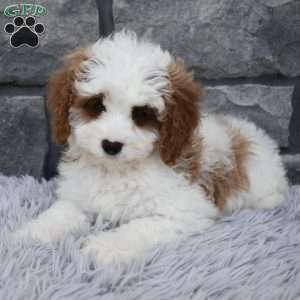 Allie, Cavapoo Puppy