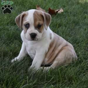 Tootsie, Beabull Puppy