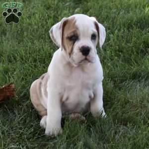 Trixie, Beabull Puppy