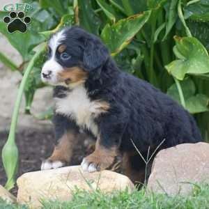 Penny, Bernese Mountain Dog Puppy