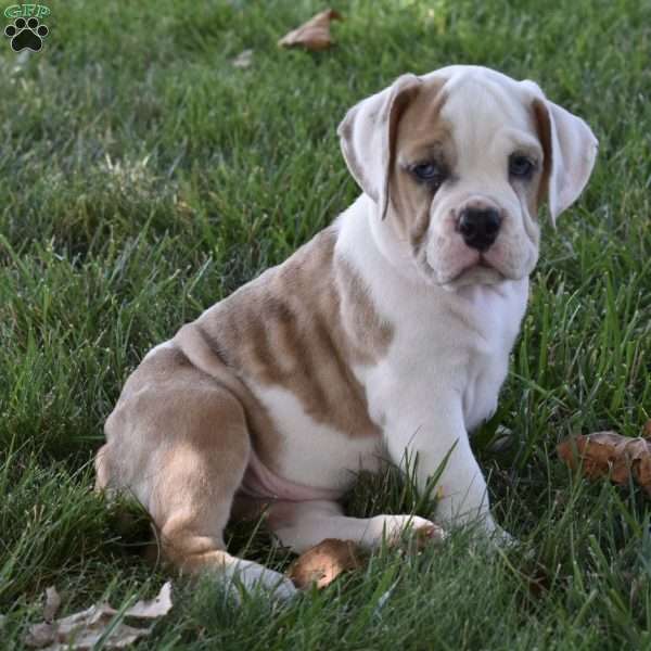Trixie, Beabull Puppy