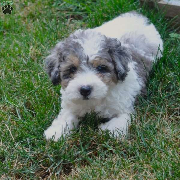 Everest, Springerdoodle Puppy