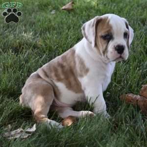 Trixie, Beabull Puppy