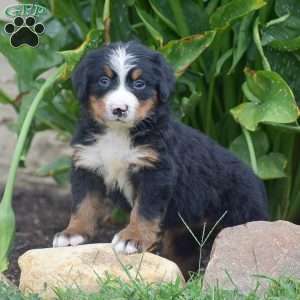 Penny, Bernese Mountain Dog Puppy
