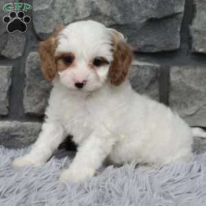 Archie, Cavapoo Puppy