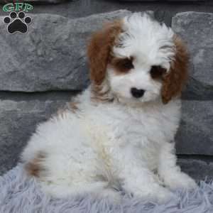 Allie, Cavapoo Puppy