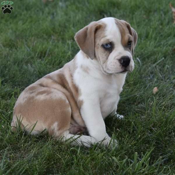 Tootsie, Beabull Puppy