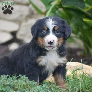 Penny, Bernese Mountain Dog Puppy
