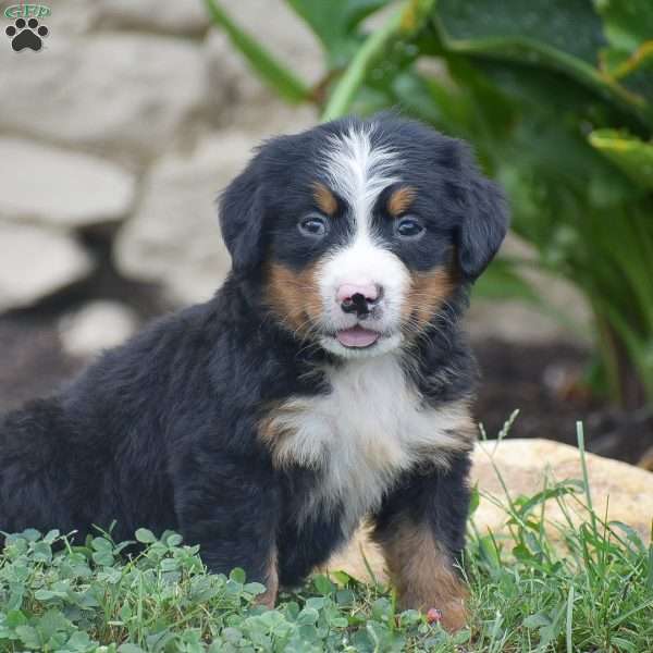 Penny, Bernese Mountain Dog Puppy