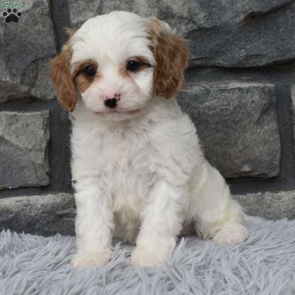 Archie, Cavapoo Puppy