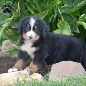 Pierce, Bernese Mountain Dog Puppy