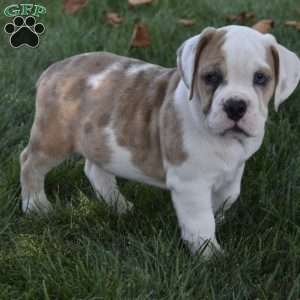 Trixie, Beabull Puppy