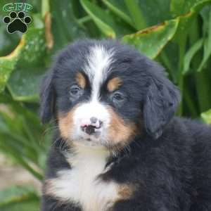 Pierce, Bernese Mountain Dog Puppy