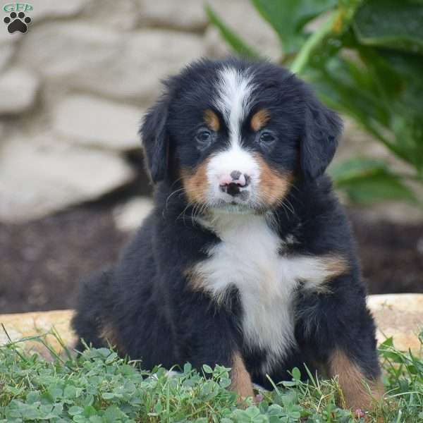Pierce, Bernese Mountain Dog Puppy