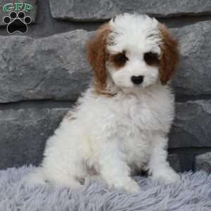 Allie, Cavapoo Puppy