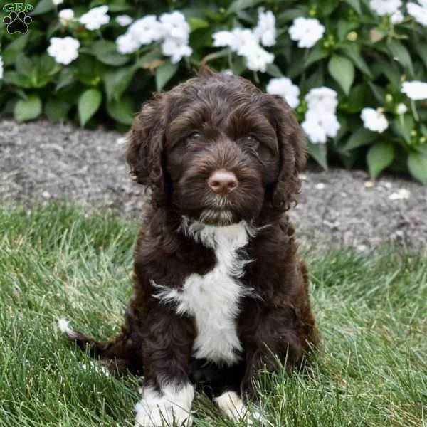 Teddy, Portuguese Water Dog Puppy